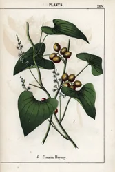 Beschrijving van de gewone bryone (Bryonia alba), met zijn gouden bessen. Chromolithografie in 