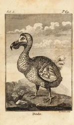Dodo, Raphus cucullatus, uitgestorven vogel