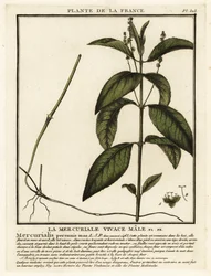 Hondskruid, Mercurialis perennis