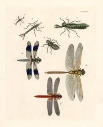 Larvale vormen van libellen 1, 2, 3, gewone witstaartlibel, Libellula lydia 4, groene glazenmaker, Anax junius 5, en scharlakenrode of karmozijnrode libel, Crocothemis servilia 6. Handgekleurde lithografie uit John O. Westwoods nieuwe editie van Dru