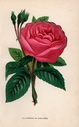 Duchesse de Cambaceres roos, hybride variëteit gekweekt door Monsieur Fontaine van Chatillon in 1854. Chromolithografie getekend en gelithografeerd naar de natuur door F. Grobon uit Hippolyte Jamain en Eugene Forney