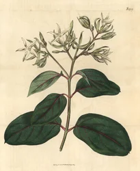 Echite - Kamettia caryophyllata (Kruidnagel-geurende echites, Echites caryophyllata)