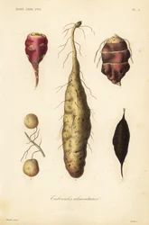 Eetbare knollen