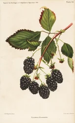 Eldorado braam, Rubus fruticosus. Chromolithografie door Hoen naar een botanische illustratie door D.G. Passmore uit het Rapport van de Pomoloog, US Department of Agriculture