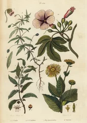 Alant, Inula helenium, groene viooltje, Hybanthus species Ionidium polygalifolium, ipecacuanha, Carapichea ipecacuanha, en ochtendglorie, Ipomoea insignis
