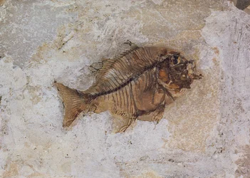 Ephippus oblongus (visfossiel) gevonden bij Monte Bolca, nabij Verona, Italië, Eoceen Periode (fossiel)