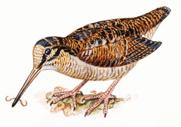 Euraziatische houtsnip, Scolopax rusticola