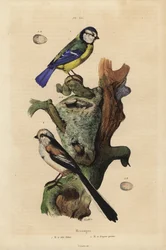 Pimpelmees, Cyanistes caeruleus, met ei, en staartmees, Aegithalos caudatus, met nest en ei