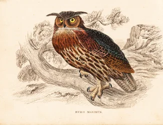 Euraziatische oehoe, Bubo bubo (Grote oehoe, Bubo maximus). Handgekleurde staalgravure uit Georg Friedrich Treitschke