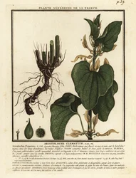 Gewone pijpbloem, Aristolochia clematitis