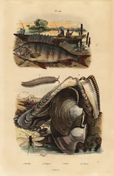 Europese baars, Perca fluviatilis 1, fluweelworm, Peripatus iuliformis 2, gaasvlieg, Perla marginata 3, en pareloester, Isognomon isognomum 4