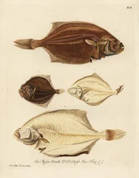 Europese schol, Pleuronectes platessa 1,2 en bril, Scophthalmus rhombus 3,4