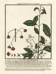 Europese kardinaalsmuts, Euonymus europaeus