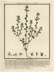 Ogentroost, Euphrasia rostkoviana