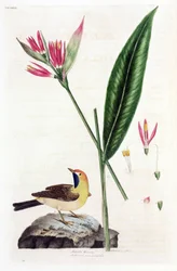 Valse paradijsvogelbloem (Faux Oiseau du Paradis) en kwikstaart (Bergeronnettes ou Motacilla thoracica, Heliconia marantifolia ou Heliconia hirsuta)