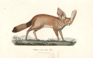 Fennek vos of fennek, Vulpes zerda. Handgekleurde koperplaat gravure uit Rene Primevere Lesson