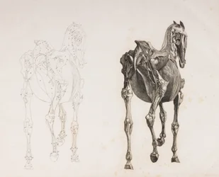 Vijfde ontlede laag van een paard, achteraanzicht
