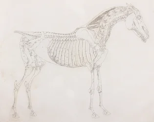 Vijfde ontlede laag van een paard, zijaanzicht