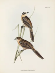Vinken, ca. 1832-1836