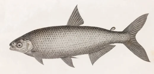 Vis: Le Characin