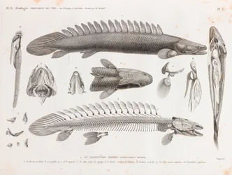 Vissen: Le Polyptere Bichir, anatomie