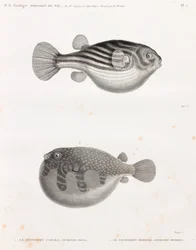 Vissen: Tetrodon