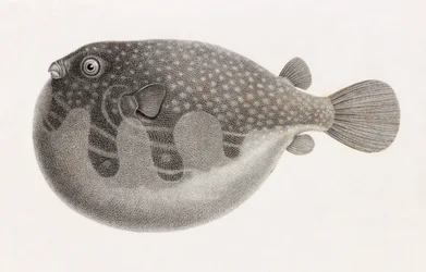Vissen: Tetrodon (detail)