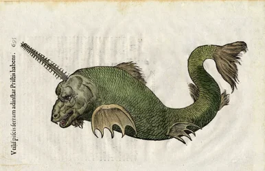 Zaagvis (Pristis) in Ulyssis Aldrouandi... De piscibus libri V et de cetis lib. vnus door Ioannes Cornelius Vteruerius... collegit; Marc. Antonius Bernia in lucem restituit... , behandelt de natuurlijke historie van Ulisse Aldrovandi (1522-1605). Bologna