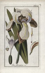 Florentijnse iris of Florence iris (Iris florentina). Lithografie uit 