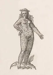 Vrouw van de Cinnaminiae stam