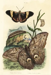 Bosreus uilvlinder, Caligo eurilochus 1 en Brassolis sophorae vlinder, pop en rups 2