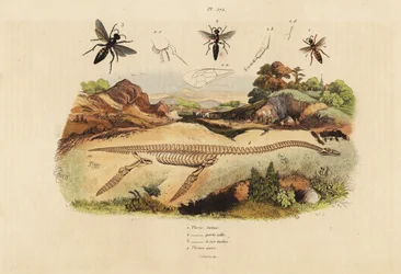 Fossiel skelet van een uitgestorven plesiosaurus 4, en wespen, Plesia soorten 1-3