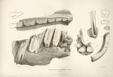 Fragment van kaak en tanden van Toxodon, een prehistorisch dier, gevonden door Charles Darwin nabij Montevideo, Uruguay tijdens zijn ontdekkingsreis aan boord van de Beagle. De Zoologie van de reis van H.M.S. Beagle onder bevel van Kapitein Fitzroy