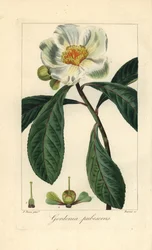Franklin boom, Franklinia alatamaha, inheems in Amerika, uitgestorven in het wild