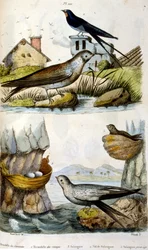 Frans. Gekleurde illustratie. gedateerd circa 1884. die rivier- en kustvogels afbeeldt