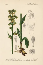 Kikkerorchis - Kikkerorchidee, Dactylorhiza viridis (Platanthera viridis). Handgekleurde lithografie uit Diederich von Schlechtendal