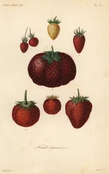 Vruchten, fruits legumieres