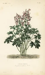 Holwortel