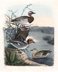 Garganey - zomertaling - Anas querquedula 1, en wintertaling - Anas crecca, mannetje 2, en vrouwtje 3. Handgekleurde lithografie uit Carl Hoffmann