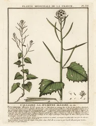 Look-zonder-look, Alliaria petiolata.