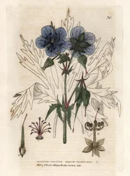 Geranium van de Pres. Gekleurde kopergravure naar een tekening door Isaac Russell uit William Baxter