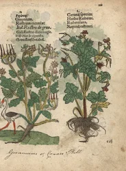 Geranium of ooievaarsbek, Geranium soorten, en Robertskruid, Geranium robertianum