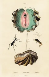 Reuzenmossel en kevers