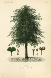 Ginkgo of maagdenhaarboom, Ginkgo biloba, Gingko biloba, gingko