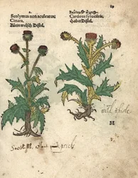 Artisjok, Cynara cardunculus var. scolymus, en wilde distel, Carduus sylvestris