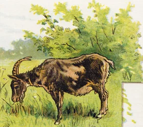Geit die gras graast (uit ABC L