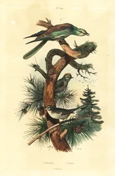 Goudhaantjes, Regulus regulus, en Europese scharrelaar, Coracias garrulus