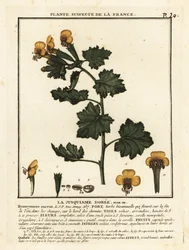 Gouden bilzekruid, Hyoscymus aureus