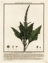 Brave Hendrik, Chenopodium bonus-henricus.