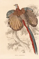 Grote argusfazant, Argusianus argus (Argus giganteus). Handgekleurde lithografie uit Georg Friedrich Treitschke